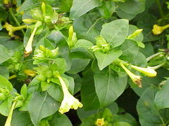 Mirabilis jalapa