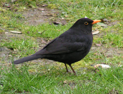 An adult male Blackbird